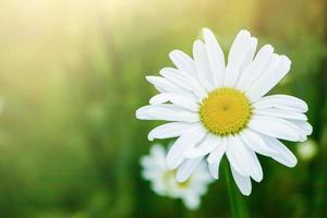 kamille nahaufnahme. weiße Blütenblätter der Gänseblümchenblume. sommer hintergrund. foto