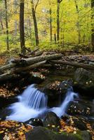 Herbst Creek Nahaufnahme im Wald foto