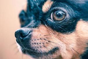 chihuahua hund tricolor schwarz weiß braun. Tier, Haustier. Nahaufnahmeporträt eines Hundes. foto