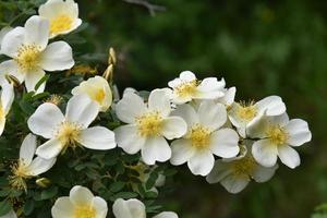 Große gelbe Hagebuttenblüten auf einem Busch im Sommer foto