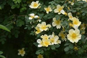 Große gelbe Hagebuttenblüten auf einem Busch im Sommer foto