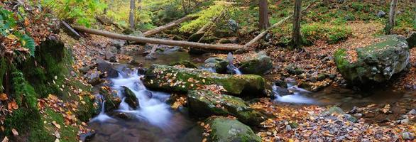 Bach im Waldpanorama foto