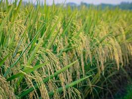 grünes Reisfeld. Reisplantage. Bio-Reisfarm in Asien. Reispreis im Weltmarktkonzept. schöne Natur des Ackerlandes. Reisfeld. Pflanzenanbau. Profi-Foto foto