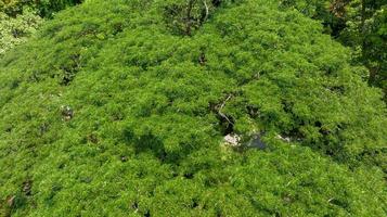 luftaufnahme des schönen natürlichen grünen feldes des waldes im wilden waldberg, saubere luft natürliches frisches luftkonzept foto
