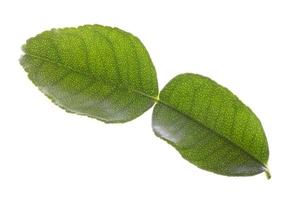 grünes Bergamottenblatt isoliert auf weißem Hintergrund foto