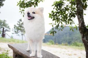 pommerscher hund, der auf holzplatte im nationalpark steht foto