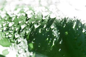 Wassertropfen auf grünem Blatt, Makrokonzept. foto