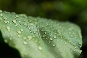 Wassertropfen auf grünem Blatt, Makrokonzept. foto