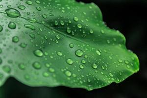 Wassertropfen auf grünem Blatt, Makrokonzept. foto
