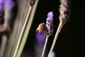 Biene Lavendel hautnah foto