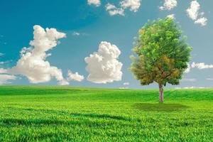 schöne Bäume auf der Wiese. Ein einziger Baum inmitten grüner Felder, im Hintergrund blauer Himmel und weiße Wolken. grüner Baum und Wiese mit weißen Wolken foto