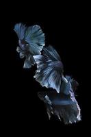 Siamesische Kampffische auf schwarzem Hintergrund foto