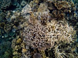 Unterwasserkorallenaufnahmen am Ningaloo-Riff foto
