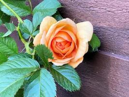 eine Nahaufnahme einer Rose in einem Garten foto