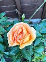 eine Nahaufnahme einer Rose in einem Garten foto