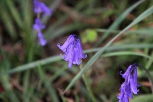 ein Blick auf einige Blumen im Garten foto