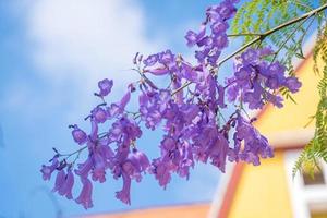 violett gefärbte Blätter der Jacaranda mimosifolia, einem subtropischen Baum, der in Da Lat beheimatet ist. Bignoniaceae schmücken die Sommerlandschaft mit ätherischer Schönheit. foto