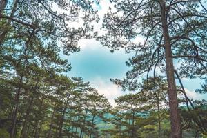 Gesunde grüne Bäume in einem Kiefernwald aus alten Fichten, Tannen und Kiefern in der Wildnis eines Nationalparks. Konzepte und Hintergrund für nachhaltige Industrie, Ökosysteme und gesunde Umwelt. foto