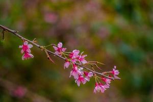 Bunte Blüten blühen in einem kleinen Dorf vor dem Tet-Festival, Vietnam-Mondjahr. pfirsichblume, das symbol des vietnamesischen mondneujahrs foto