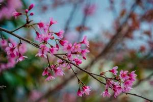 Bunte Blüten blühen in einem kleinen Dorf vor dem Tet-Festival, Vietnam-Mondjahr. pfirsichblume, das symbol des vietnamesischen mondneujahrs foto