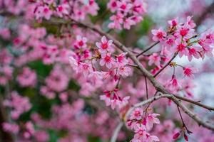 Bunte Blüten blühen in einem kleinen Dorf vor dem Tet-Festival, Vietnam-Mondjahr. pfirsichblume, das symbol des vietnamesischen mondneujahrs foto