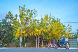 schön von Cassia-Baum, Golden Shower Tree. Gelbe Cassia-Fistel blüht im Frühjahr auf einem Baum. cassia fistel, bekannt als der goldene regenbaum, nationalblume von thailand foto