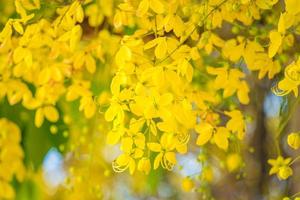 schön von Cassia-Baum, Golden Shower Tree. Gelbe Cassia-Fistel blüht im Frühjahr auf einem Baum. cassia fistel, bekannt als der goldene regenbaum, nationalblume von thailand foto