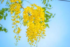 schön von Cassia-Baum, Golden Shower Tree. Gelbe Cassia-Fistel blüht im Frühjahr auf einem Baum. cassia fistel, bekannt als der goldene regenbaum, nationalblume von thailand foto