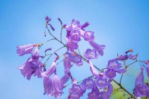 violett gefärbte Blätter der Jacaranda mimosifolia, einem subtropischen Baum, der in Da Lat beheimatet ist. Bignoniaceae schmücken die Sommerlandschaft mit ätherischer Schönheit. foto