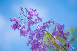 violett gefärbte Blätter der Jacaranda mimosifolia, einem subtropischen Baum, der in Da Lat beheimatet ist. Bignoniaceae schmücken die Sommerlandschaft mit ätherischer Schönheit. foto