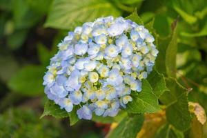 hortensienblumen blühen im da lat garten. Dies ist ein Ort, um einen ökologischen Touristengarten zu besuchen, der andere Touristen in das Hochland Vietnams zieht. Natur- und Reisekonzept. selektiver Fokus. foto