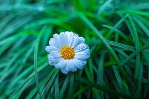 Nahaufnahme auf weißem Gänseblümchenfeld unter der Morgensonne. schöne weiße gänseblümchenblume auf grünem gras. Frischekonzept. Blüte von Gänseblümchen. Margerite, Leucanthemum vulgare foto