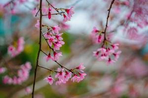 Bunte Blüten blühen in einem kleinen Dorf vor dem Tet-Festival, Vietnam-Mondjahr. pfirsichblume, das symbol des vietnamesischen mondneujahrs foto