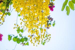 schön von Cassia-Baum, Golden Shower Tree. Gelbe Cassia-Fistel blüht im Frühjahr auf einem Baum. cassia fistel, bekannt als der goldene regenbaum, nationalblume von thailand foto