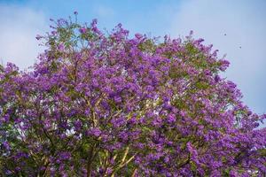 violett gefärbte Blätter der Jacaranda mimosifolia, einem subtropischen Baum, der in Da Lat beheimatet ist. Bignoniaceae schmücken die Sommerlandschaft mit ätherischer Schönheit. foto