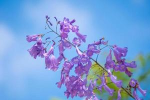 violett gefärbte Blätter der Jacaranda mimosifolia, einem subtropischen Baum, der in Da Lat beheimatet ist. Bignoniaceae schmücken die Sommerlandschaft mit ätherischer Schönheit. foto