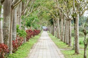 laos backsteinweg mit dem baum daneben den ganzen weg. foto