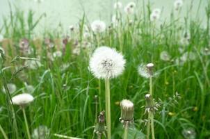 flauschige weiße Löwenzahn-Nahaufnahme zwischen den Gräsern auf der Wiese. foto