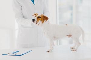 Unbekannter Tierarzt in weißem Kittel und Handschuhen untersucht Jack-Russell-Terrier-Hund am Arbeitsplatz, schreibt Rezept in Klemmbrett, arbeitet in Privatklinik. Haustier kommt zum Arzttermin