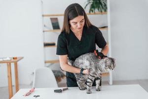 Verwenden Sie einen Handschuh, um das Haar zu reinigen. scottish fold katze ist im pflegesalon mit tierärztin foto