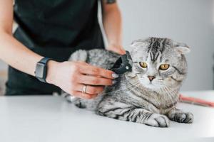 Verwenden Sie eine spezielle Bürste, um das Haar zu reinigen. scottish fold katze ist im pflegesalon mit tierärztin foto