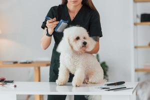 auf dem Tisch sitzen. süßer kleiner hund ist im pflegestudio foto