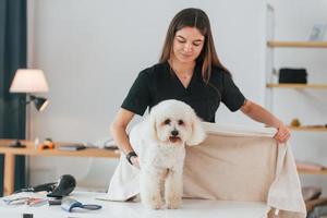 auf den Tisch. süßer kleiner hund ist im pflegestudio foto