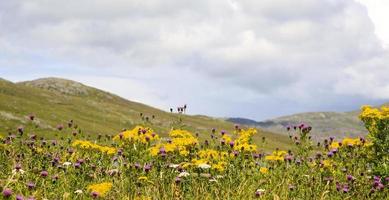 schottische wilde Blumen auf einem Hügel