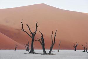 berühmter touristischer ort mit toten bäumen. majestätischer blick auf erstaunliche landschaften in der afrikanischen wüste foto