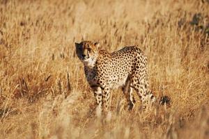 Gepard ist draußen in der Wildnis foto