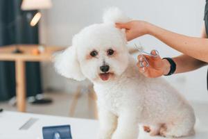 flauschige haare schneiden. süßer kleiner hund ist im pflegestudio foto