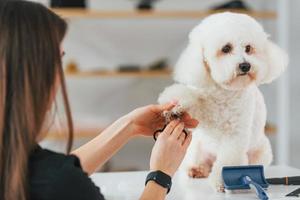 Frau arbeitet mit Haustier. süßer kleiner hund ist im pflegestudio foto