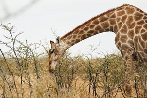 Giraffe ist draußen in der Tierwelt in Afrika foto