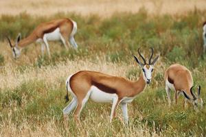 gemeinsam auf der Wiese. Antilopen sind in der Tierwelt im Freien in Afrika foto